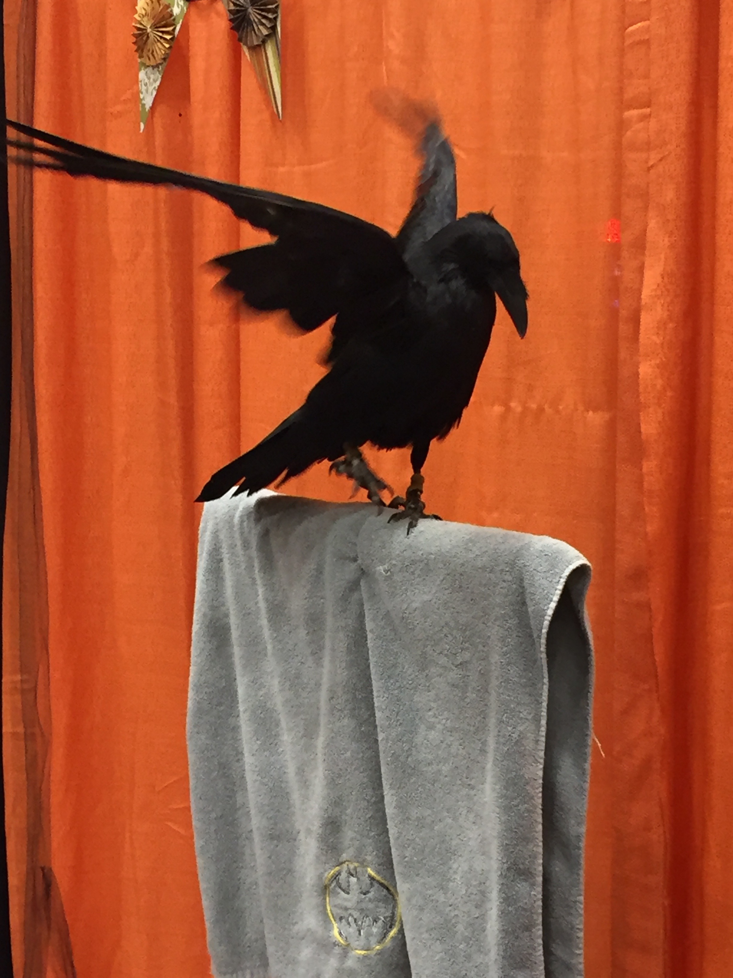Photo of raven perched on a Batman towel
