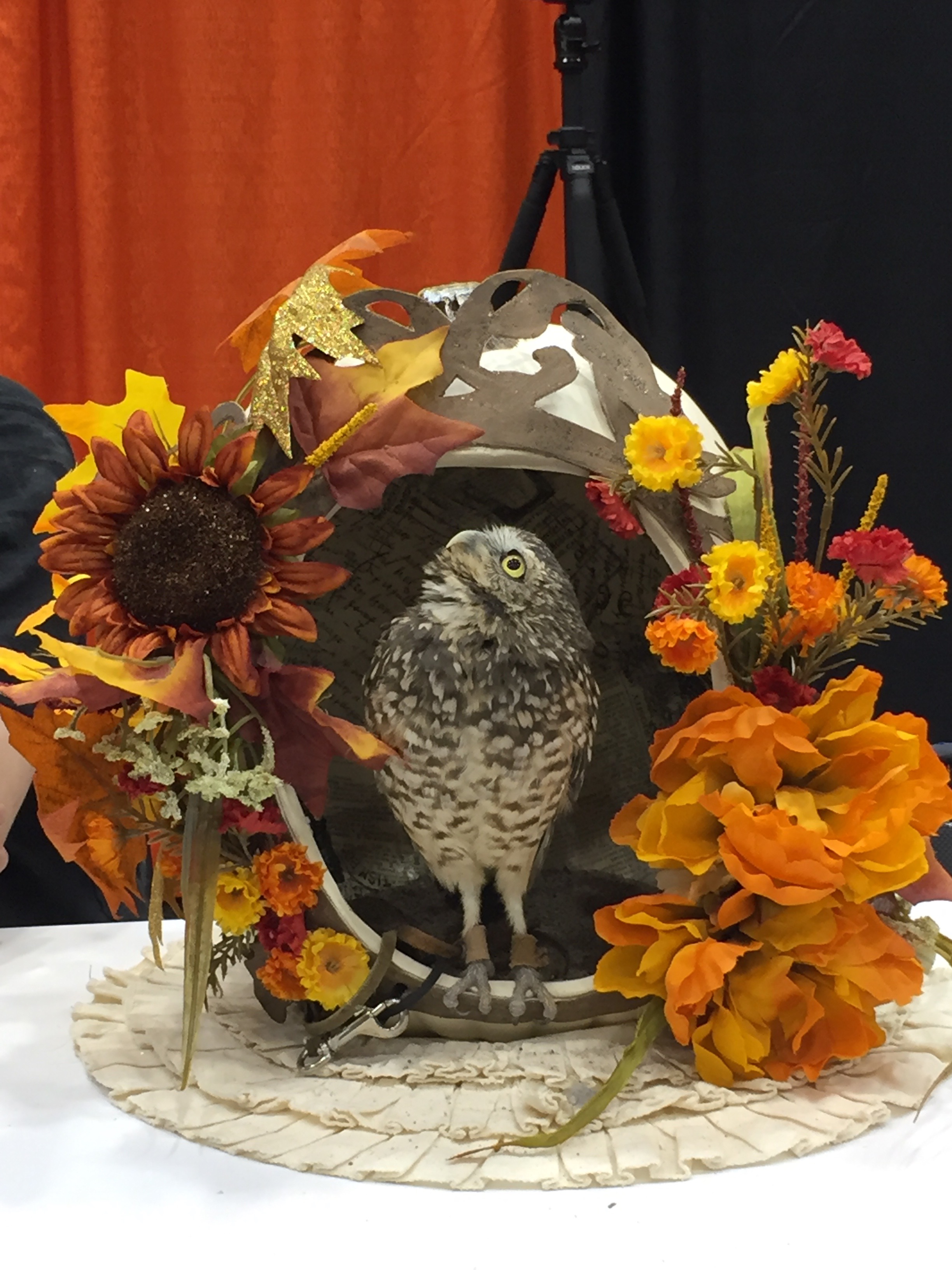 Photo of an owl sitting inside a hollow gourd