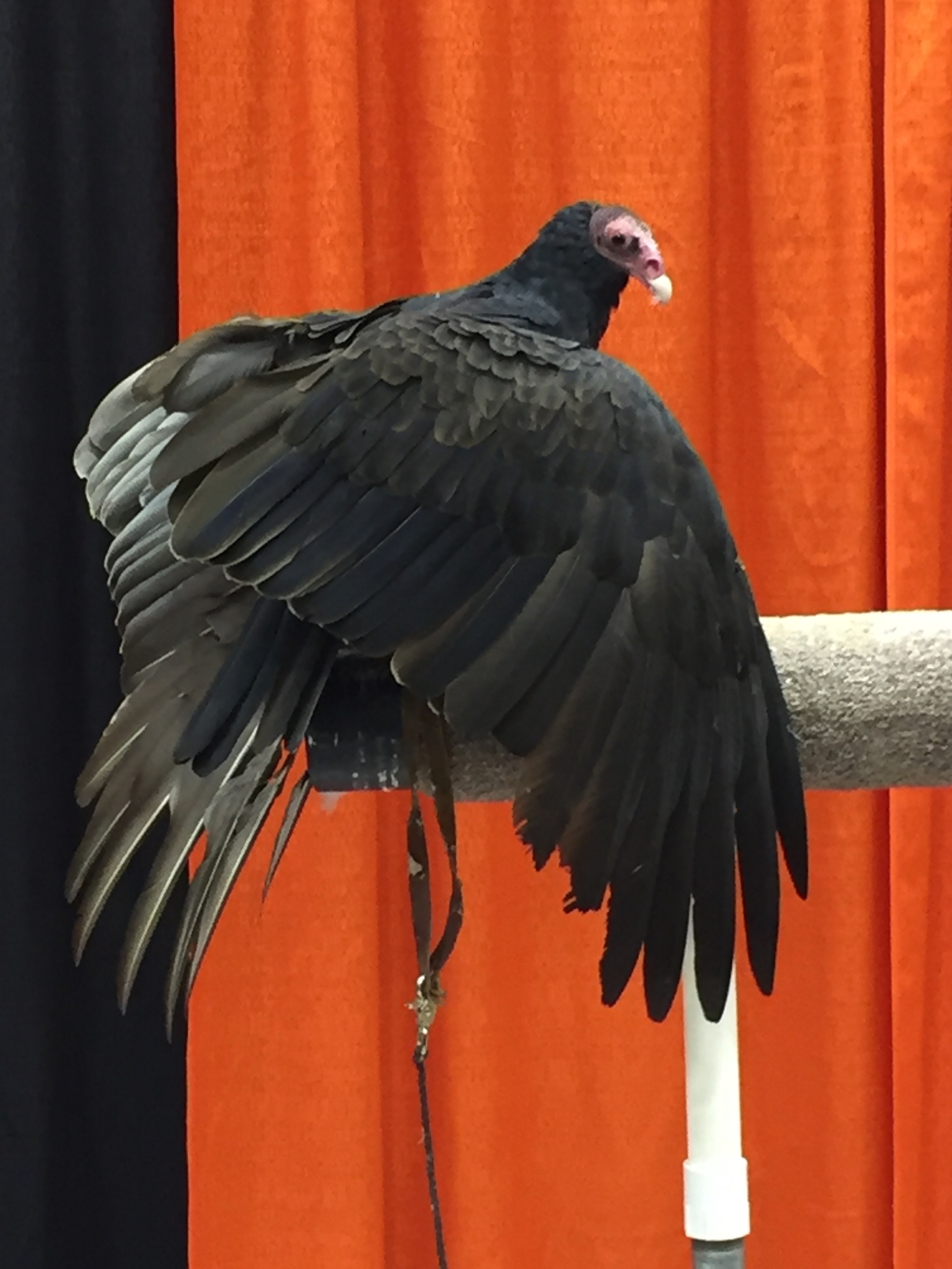 Photo of a turkey vulture sitting on a carpeted perch