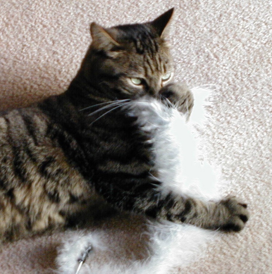 Photo of Matt the cat playing with a feather toy